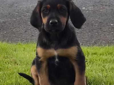 Beautiful 8 week old Red Setter x Newfoundland cross puppies in Tipperary