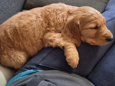 Beautiful 8 week old Red Setter x Newfoundland cross puppies in Tipperary