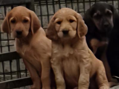 Beautiful 8 week old Red Setter x Newfoundland cross puppies in Tipperary