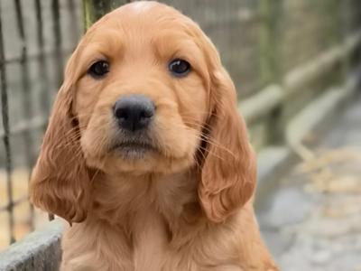 Beautiful 8 week old Red Setter x Newfoundland cross puppies in Tipperary