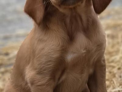 Beautiful 8 week old Red Setter x Newfoundland cross puppies in Tipperary