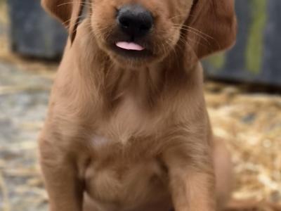 Beautiful 8 week old Red Setter x Newfoundland cross puppies in Tipperary
