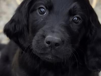 Beautiful 8 week old Red Setter x Newfoundland cross puppies in Tipperary
