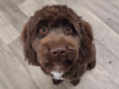 10 month old female Cockapoo puppy in Meath