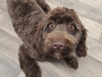 10 month old female Cockapoo puppy in Meath