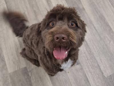 10 month old female Cockapoo puppy in Meath