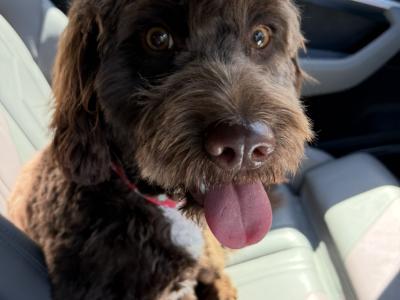 10 month old female Cockapoo puppy in Meath