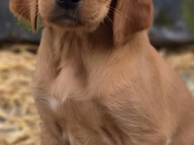 Beautiful 8 week old Red Setter x Newfoundland cross puppies in Tipperary