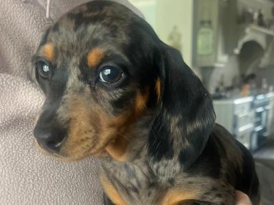Dachshund puppies for sale in Monaghan