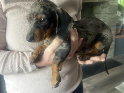 Dachshund puppies for sale in Monaghan