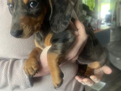 Dachshund puppies for sale in Monaghan