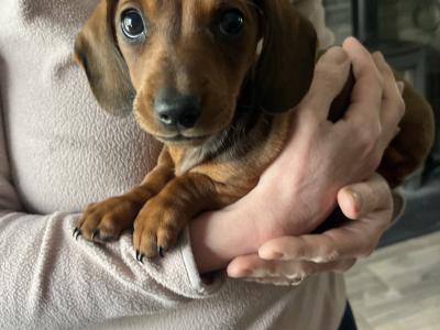 Dachshund puppies for sale in Monaghan