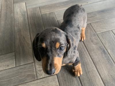 Dachshund puppies for sale in Monaghan