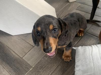 Dachshund puppies for sale in Monaghan