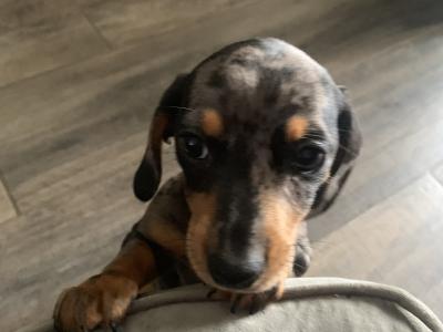 Dachshund puppies for sale in Monaghan