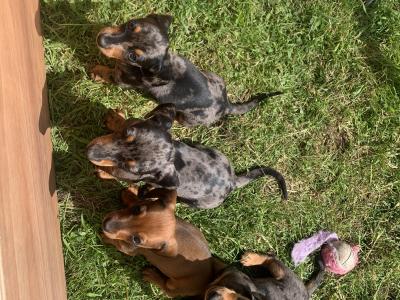 Dachshund puppies for sale in Monaghan