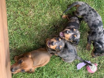 Dachshund puppies for sale in Monaghan