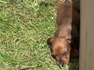 Dachshund puppies for sale in Monaghan