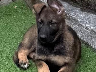 German Shepherd puppies in Dublin