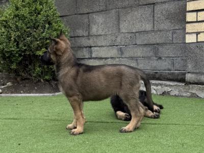 German Shepherd puppies in Dublin