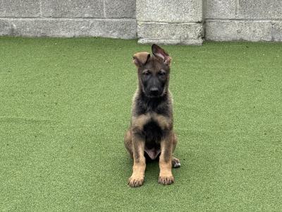 German Shepherd puppies in Dublin