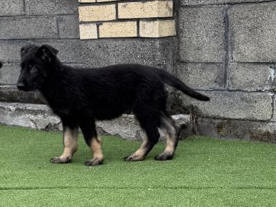 German Shepherd puppies in Dublin