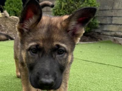 German Shepherd puppies in Dublin