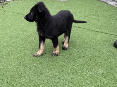 German Shepherd puppies in Dublin