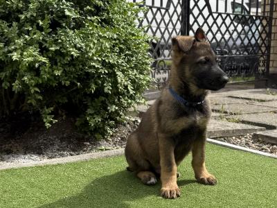German Shepherd puppies in Dublin