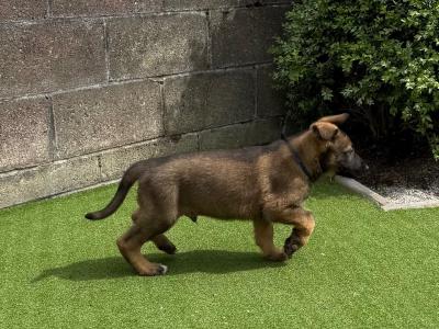 German Shepherd puppies in Dublin