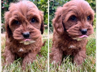 Beautiful health checked Cavachon puppies