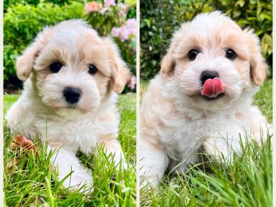 Beautiful health checked Cavachon puppies