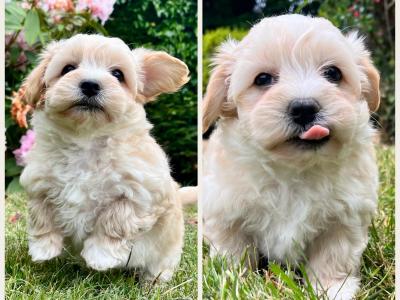 Beautiful health checked Cavachon puppies