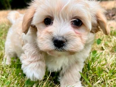 Beautiful health checked Cavachon puppies