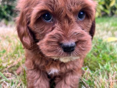 Beautiful health checked Cavachon puppies
