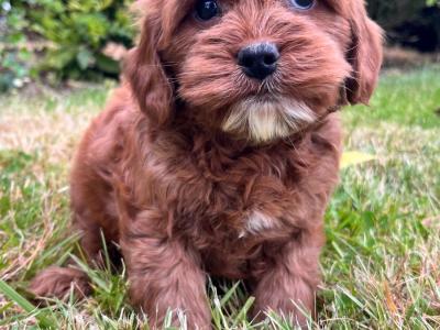 Beautiful health checked Cavachon puppies
