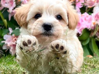 Beautiful health checked Cavachon puppies