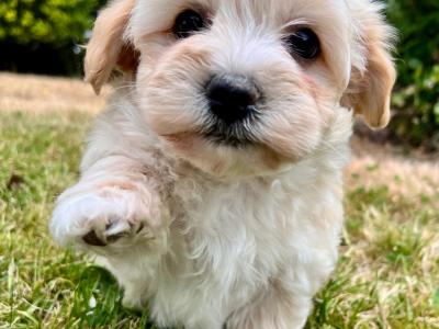 Beautiful health checked Cavachon puppies