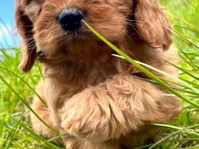Beautiful health checked Cavachon puppies