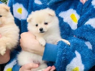 Fluffy & Cute Pomeranian puppies in Cork (text message only)