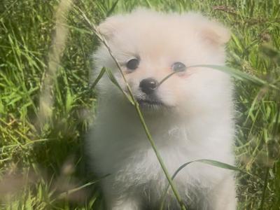Fluffy & Cute Pomeranian puppies in Cork (text message only)