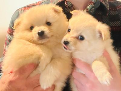 Fluffy & Cute Pomeranian puppies in Cork (text message only)
