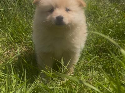 Fluffy & Cute Pomeranian puppies in Cork (text message only)
