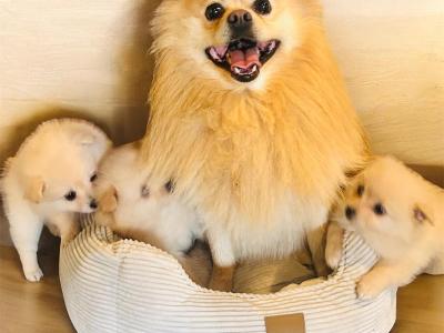 Fluffy & Cute Pomeranian puppies in Cork (text message only)