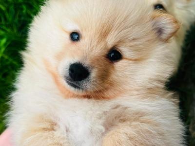 Fluffy & Cute Pomeranian puppies in Cork (text message only)