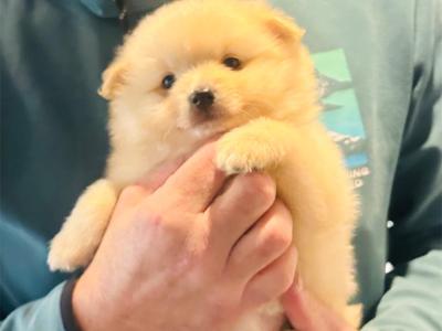 Fluffy & Cute Pomeranian puppies in Cork (text message only)