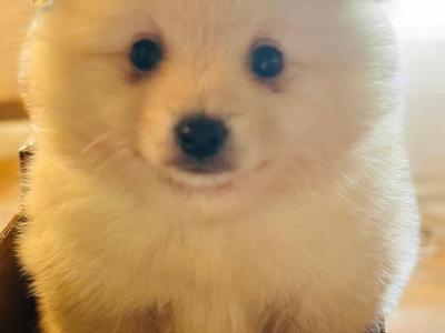 Fluffy & Cute Pomeranian puppies in Cork (text message only)