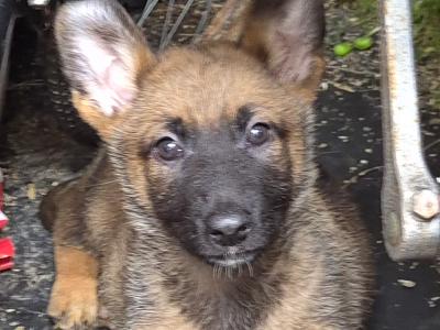 female Belgian Malinois puppy in Limerick