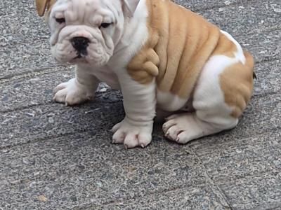 British Bulldog pups in Kilkenny