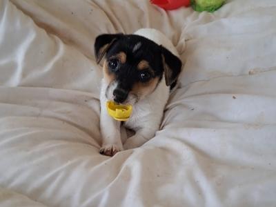 Female Jack Russell puppy in Tipperary